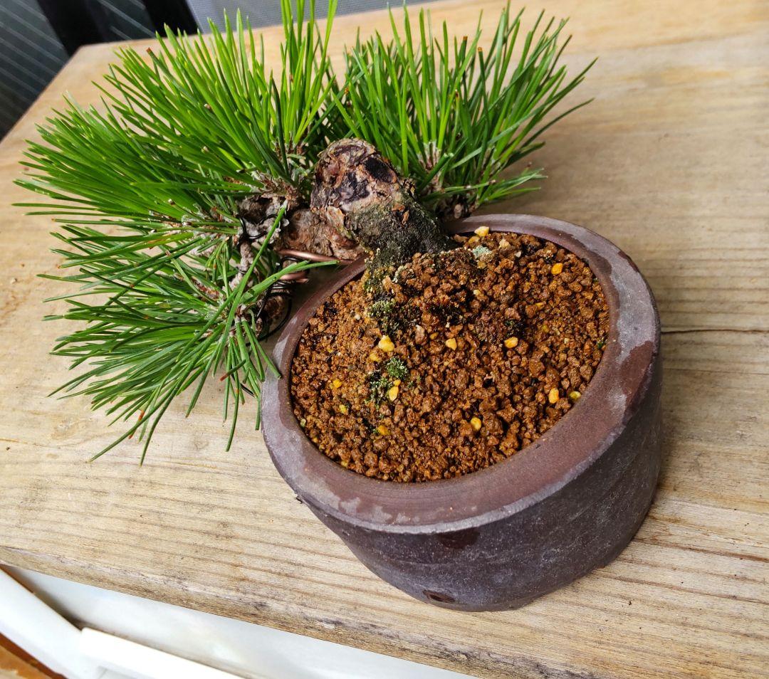 黒松　半懸崖　盆栽