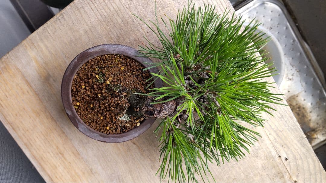 黒松　半懸崖　盆栽