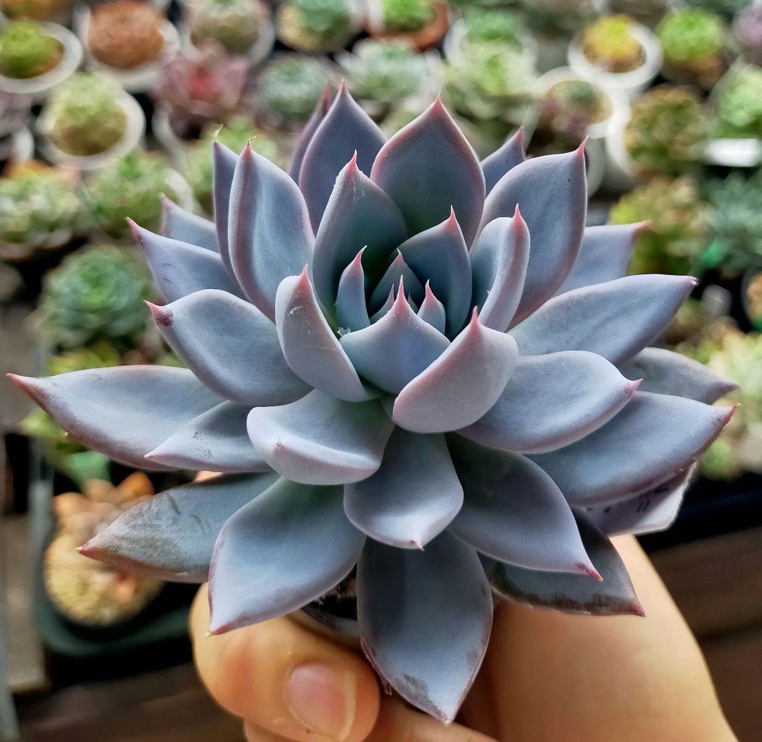 黒*ん様 ブルーバニラ ミックスベリア おらいさん 土付き発送 多肉