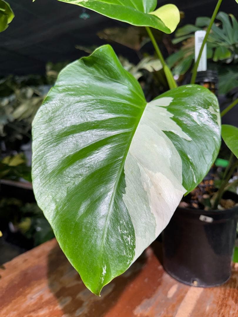 8 モンステラ　セブブルー　ミント　鉢モスポール付き