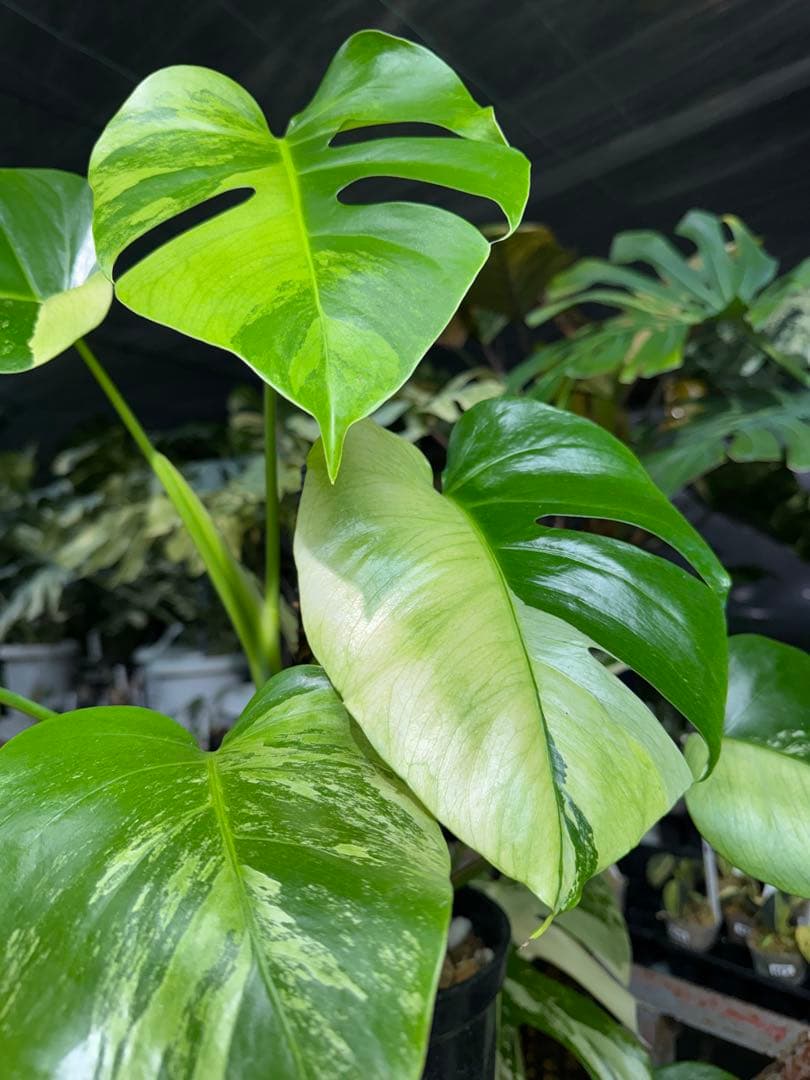 8 モンステラ　セブブルー　ミント　鉢モスポール付き