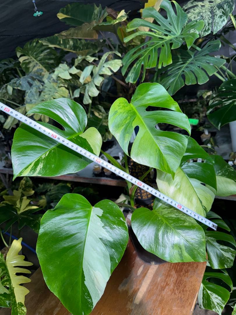 8 モンステラ　セブブルー　ミント　鉢モスポール付き