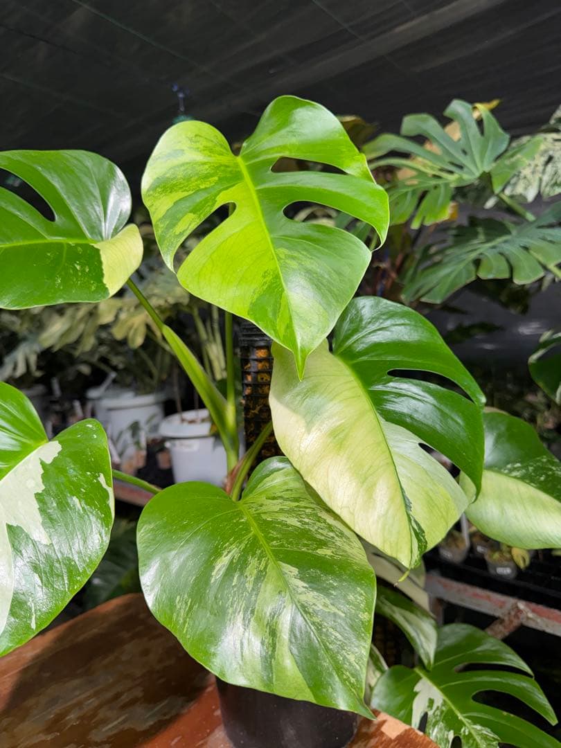 8 モンステラ　セブブルー　ミント　鉢モスポール付き