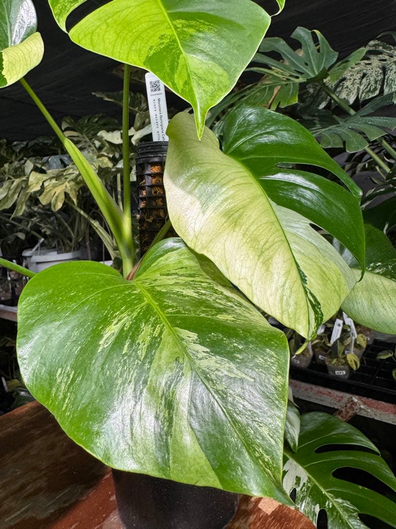 8 モンステラ　セブブルー　ミント　鉢モスポール付き