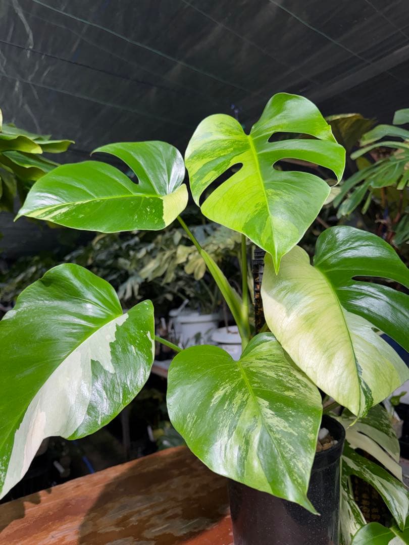 8 モンステラ　セブブルー　ミント　鉢モスポール付き