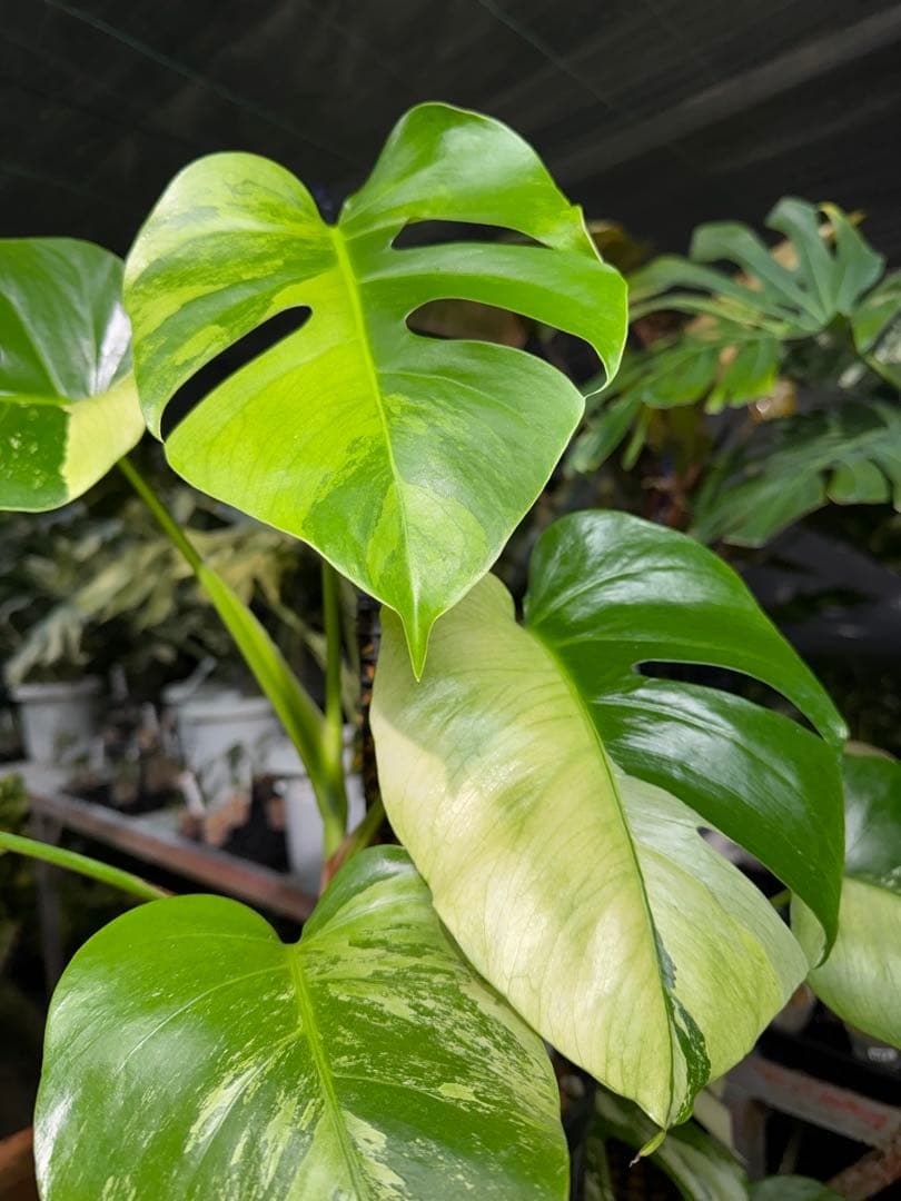 8 モンステラ　セブブルー　ミント　鉢モスポール付き