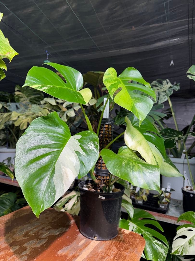 8 モンステラ　セブブルー　ミント　鉢モスポール付き