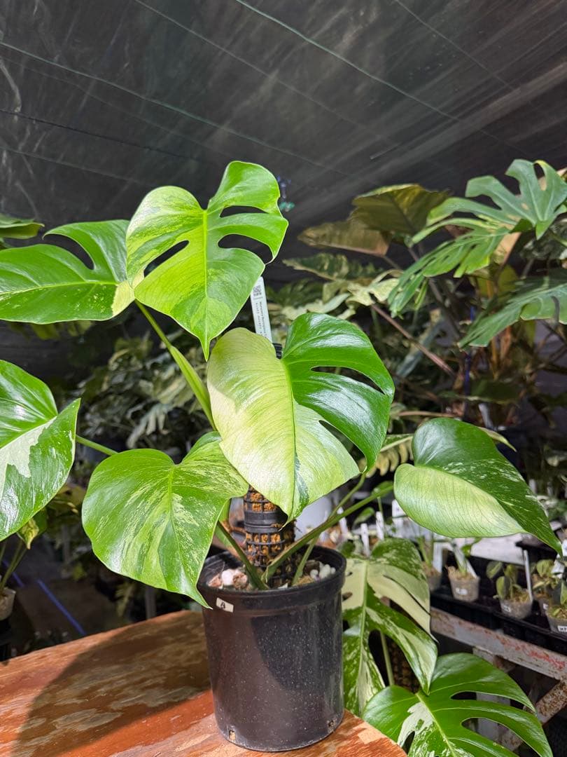 8 モンステラ　セブブルー　ミント　鉢モスポール付き