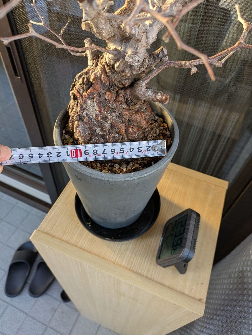 【2/7まで20000円値下げ】【休眠中】オペルクリカリア・パキプス