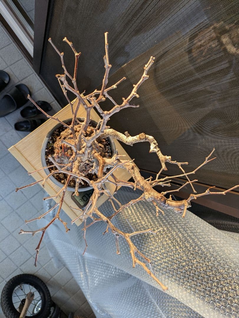 【2/7まで20000円値下げ】【休眠中】オペルクリカリア・パキプス