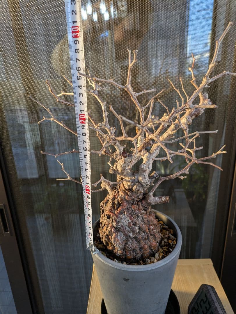 【2/7まで20000円値下げ】【休眠中】オペルクリカリア・パキプス