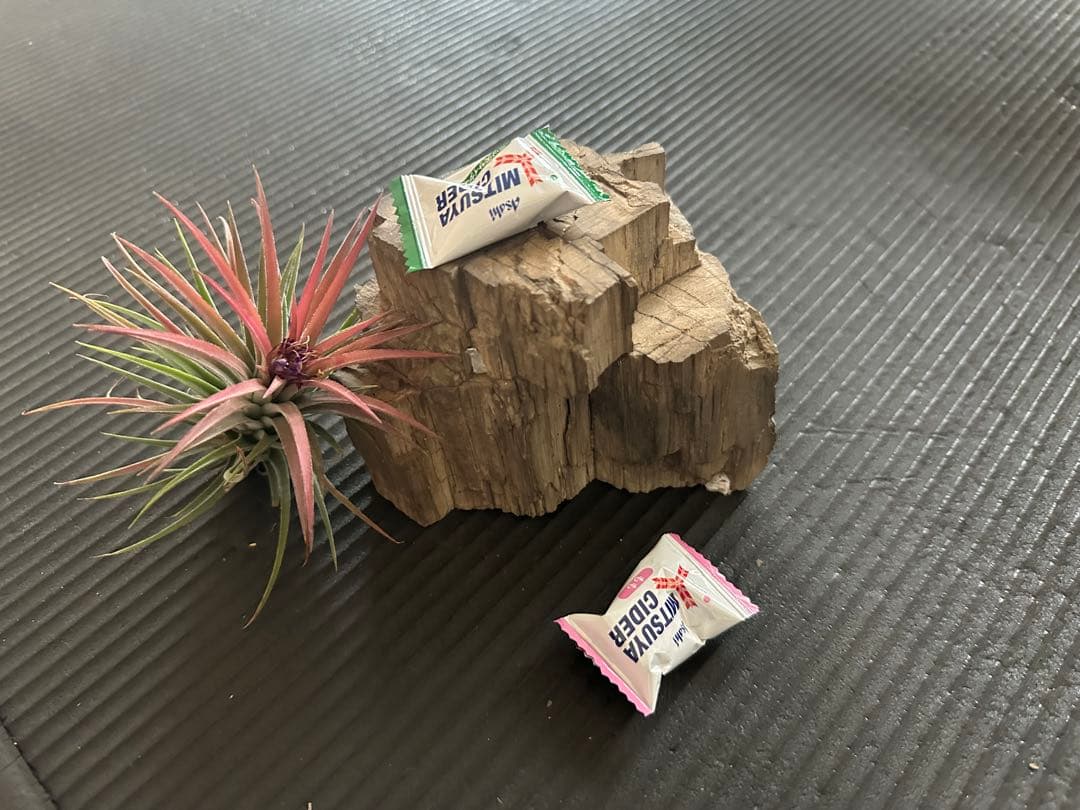 珪化木　化石置物 鑑賞石　茶室