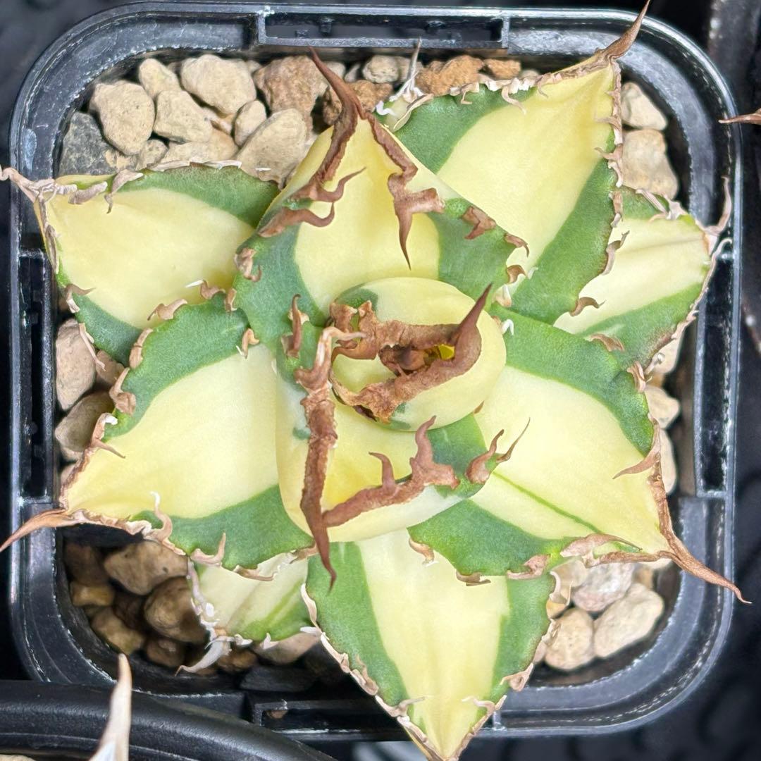 アガベ チタノタ 札落ち 斑入り