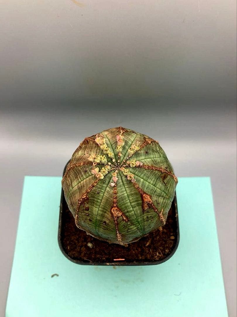 《3号O》ユーフォルビア　オールド　オベサ　雌株