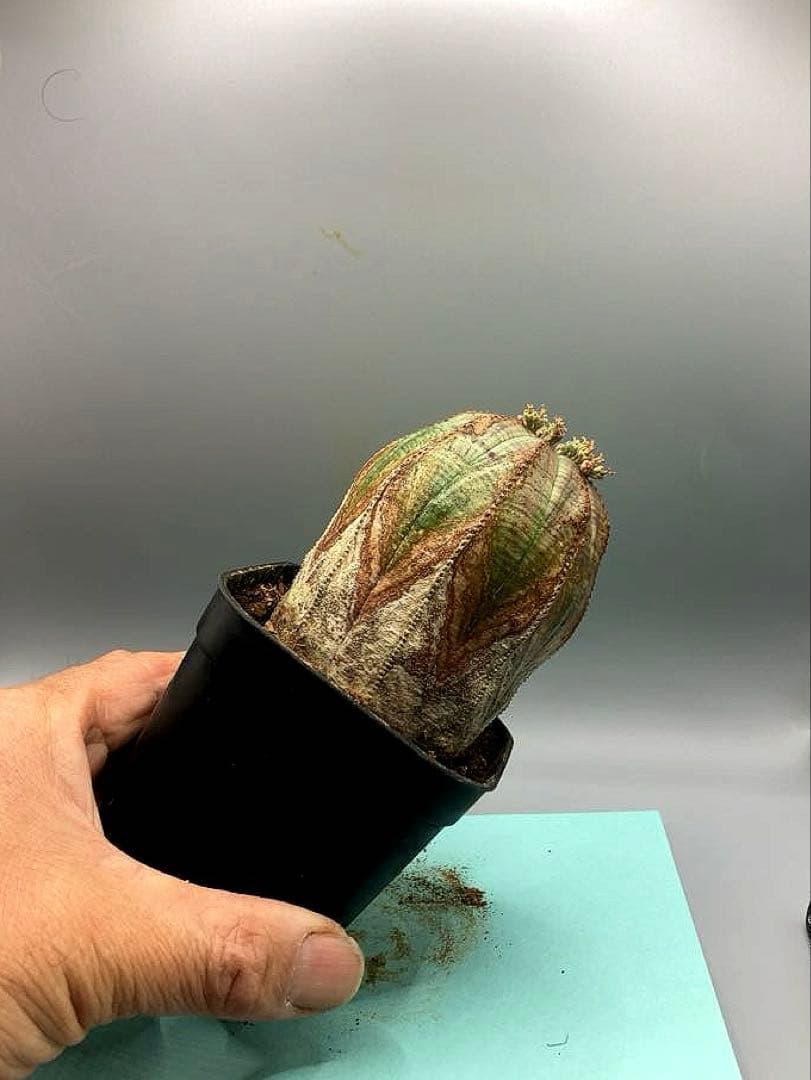 《3号O》ユーフォルビア　オールド　オベサ　雌株