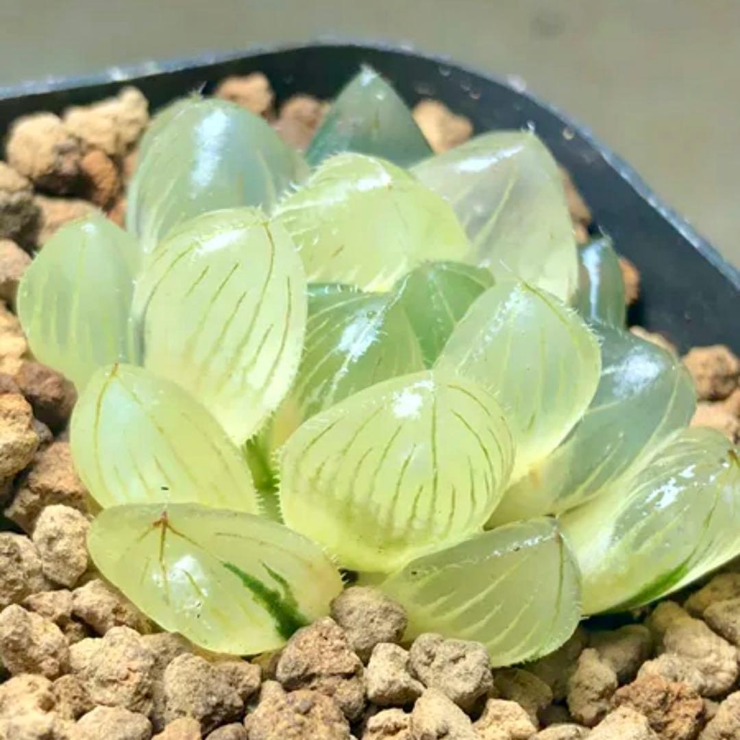 ハオルチア 多肉植物 白赤線オブツーサ錦 糊斑オンライン 通販