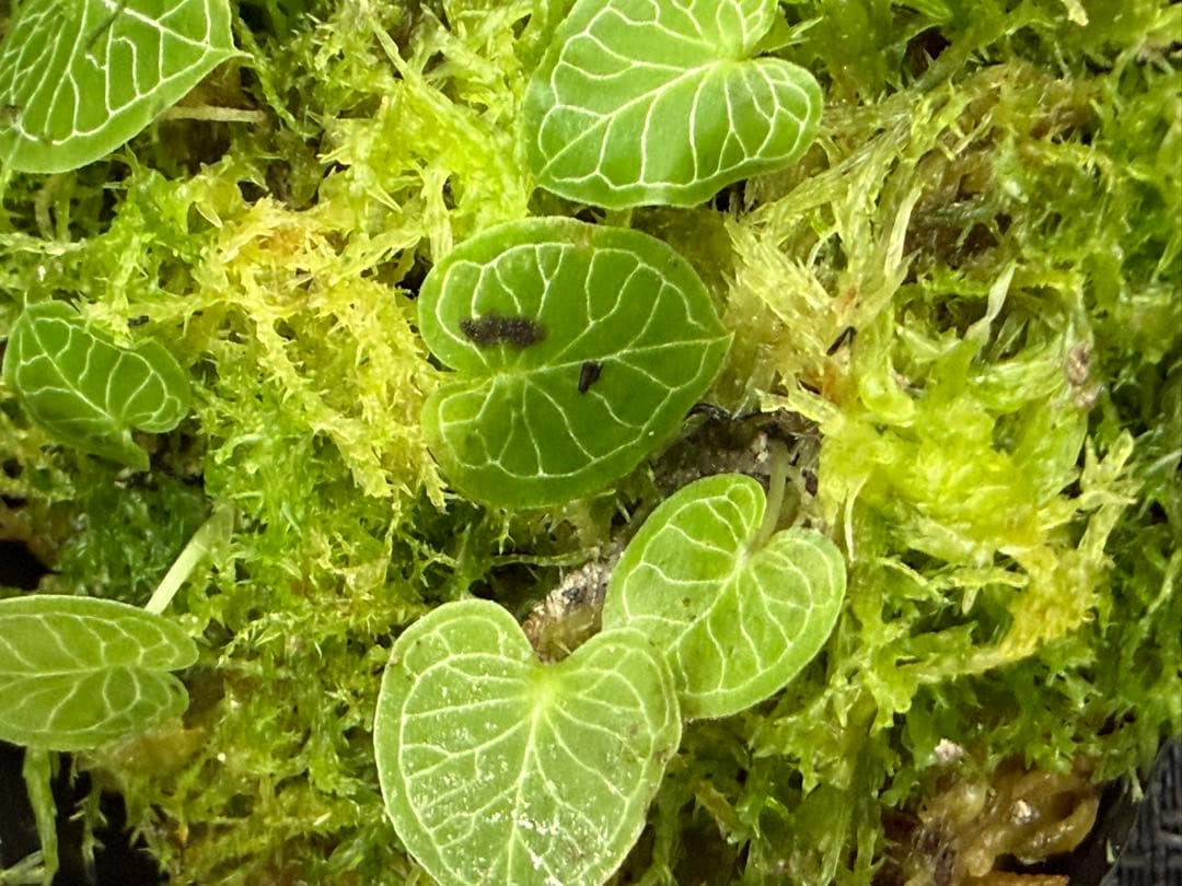 そ*う様 ⭐︎ ⭐︎ Corybas pictus ② 超小型コリバス・ピクタス