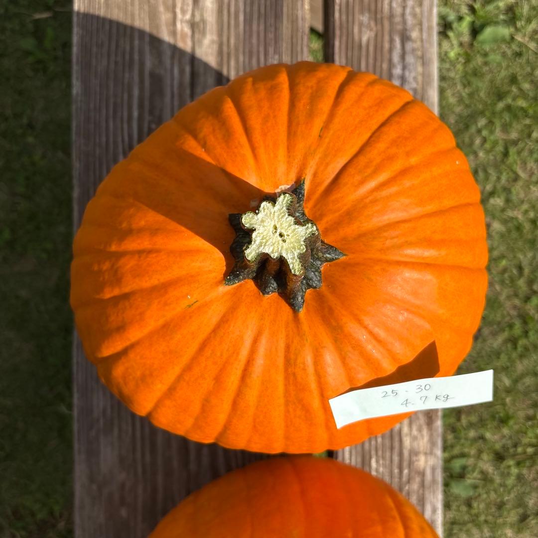 みかん様専用その1】ハロウィンかぼちゃ 本物