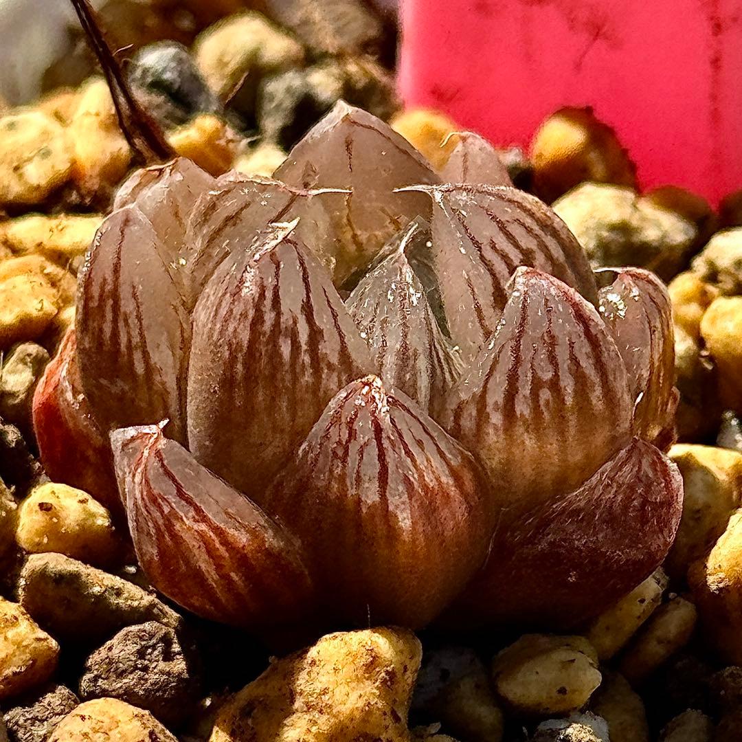 雪花オブツーサ錦 超美株 ハオルチア 観葉植物 D8 - メルカリ