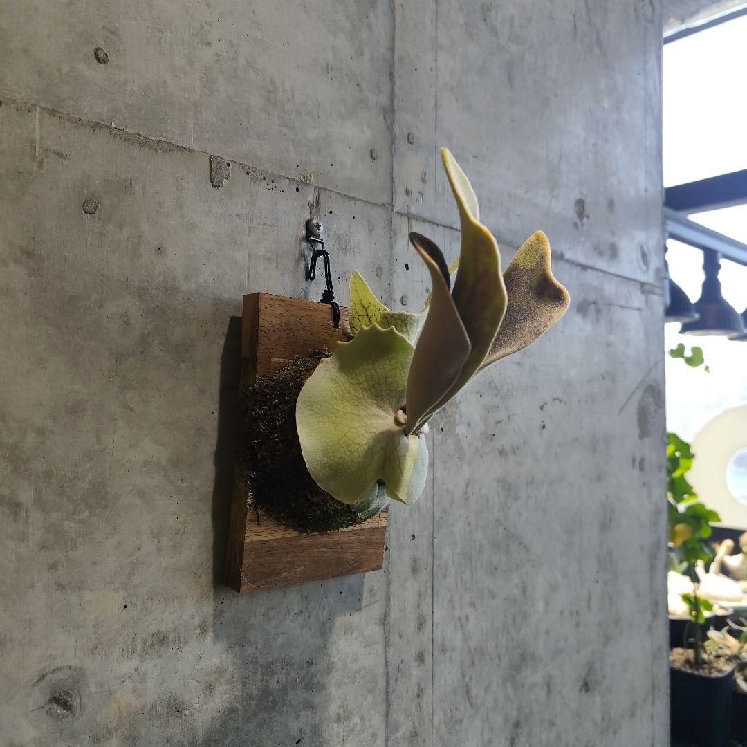 気まぐれ値下げ【ビカクシダ Lisa スポア】