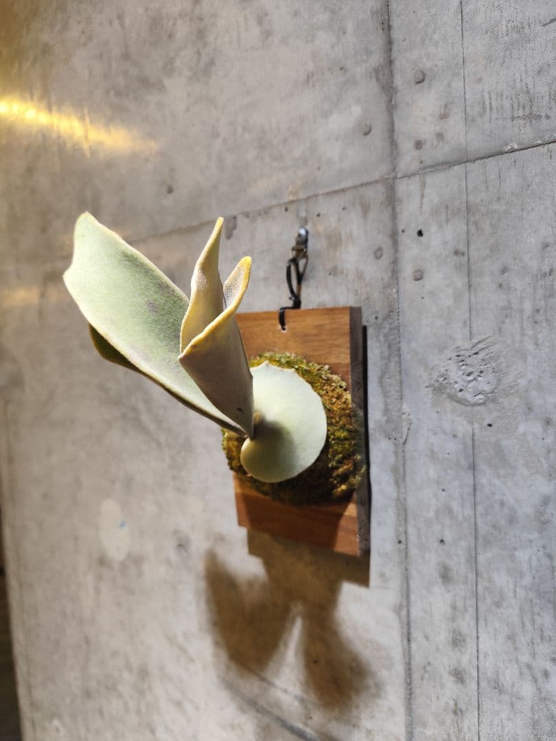 気まぐれ値下げ【ビカクシダ Lisa スポア】