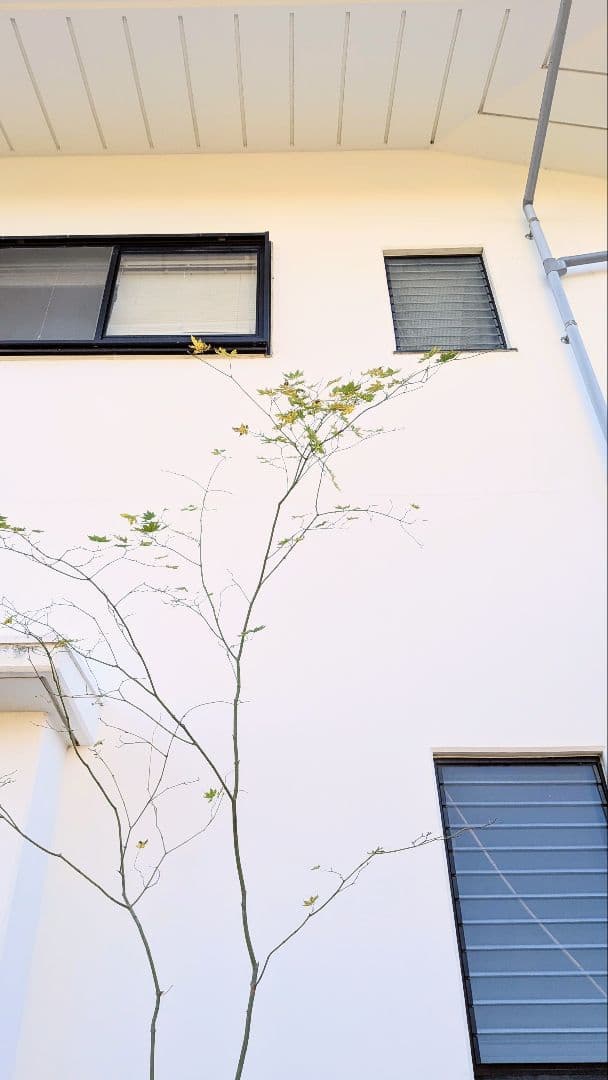 山採りコハウチワカエデ。