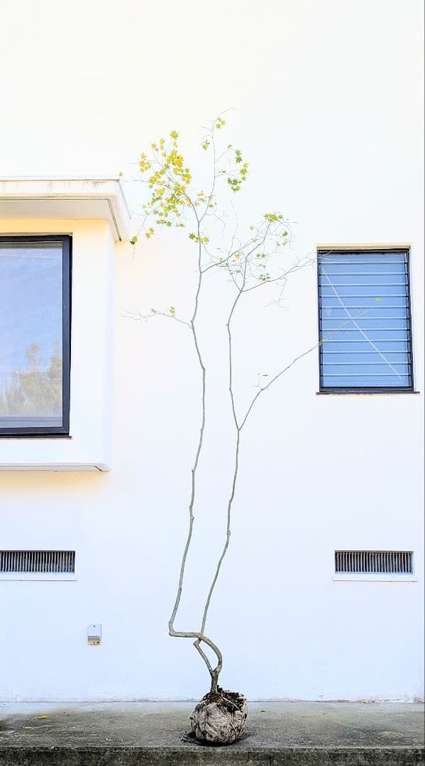 山採りコハウチワカエデ。