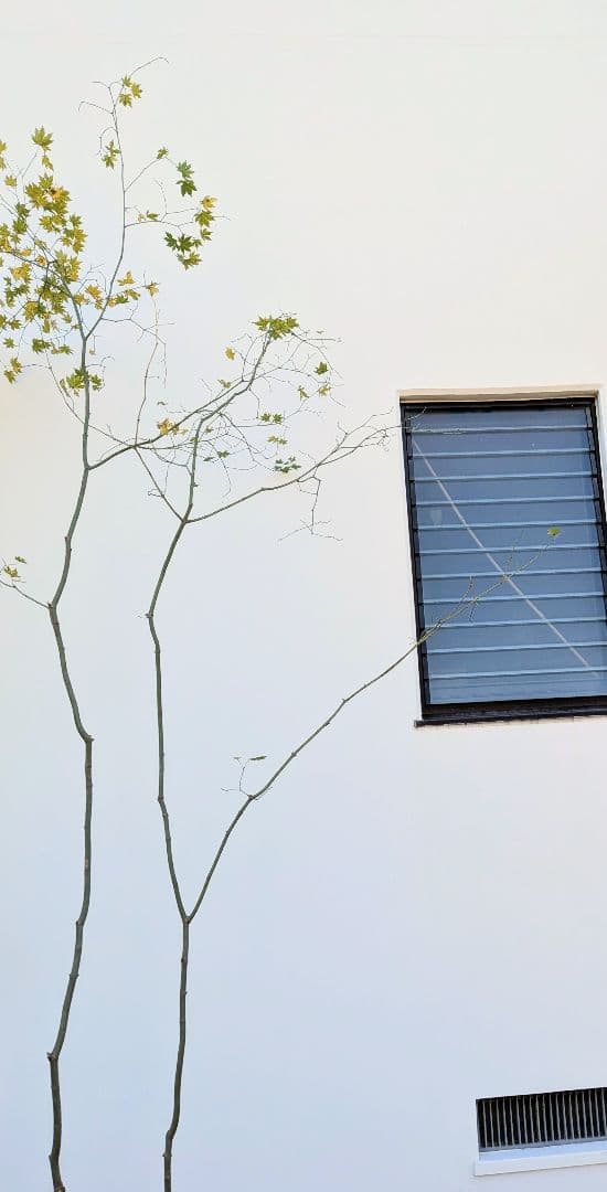 山採りコハウチワカエデ。