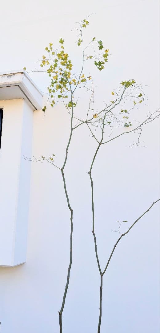 山採りコハウチワカエデ。