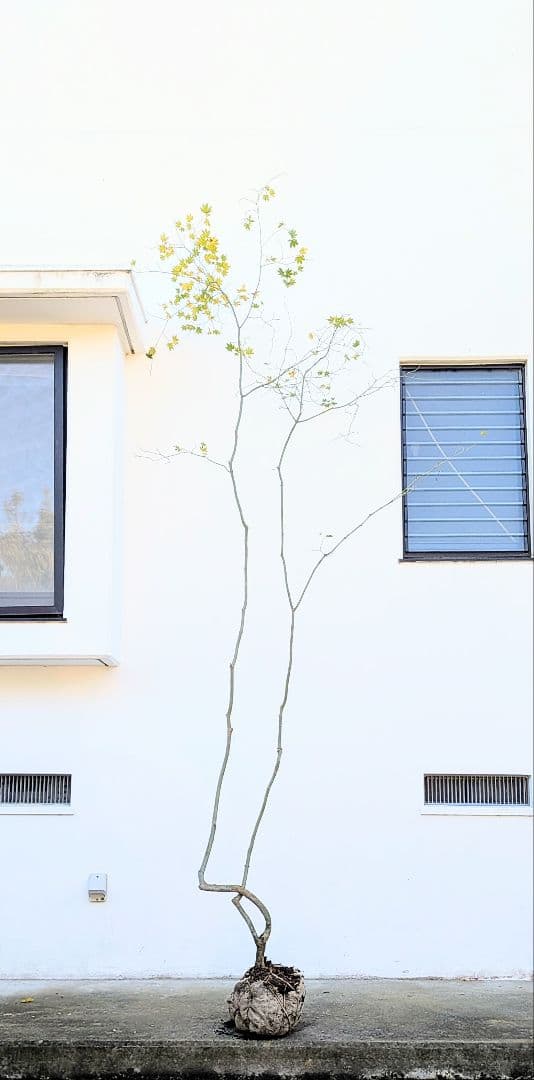 山採りコハウチワカエデ。