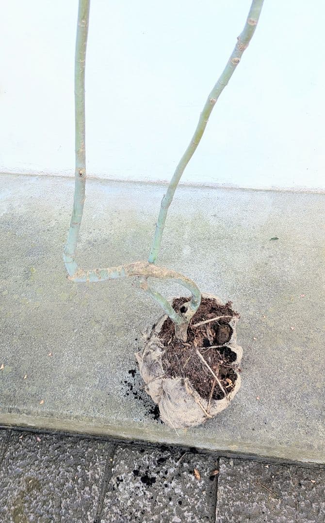 山採りコハウチワカエデ。