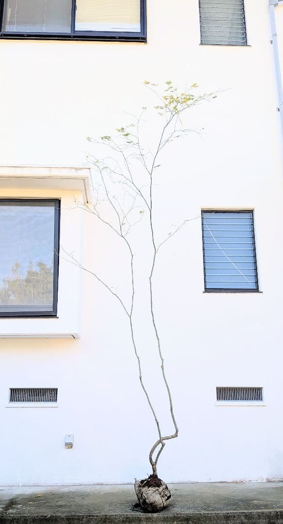 山採りコハウチワカエデ。