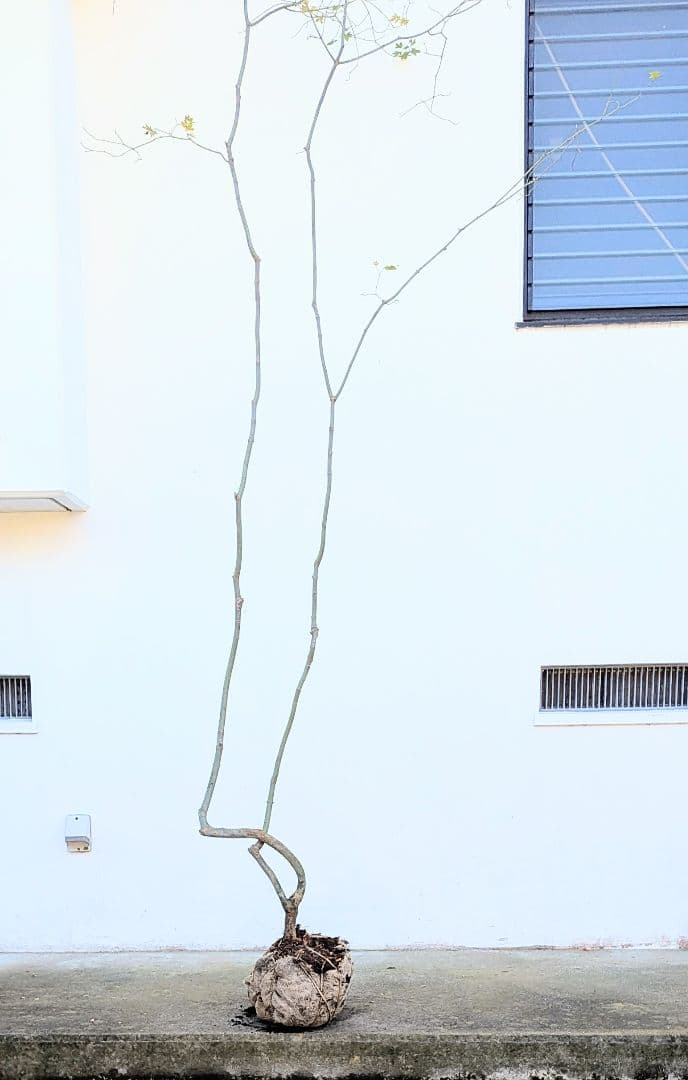 山採りコハウチワカエデ。