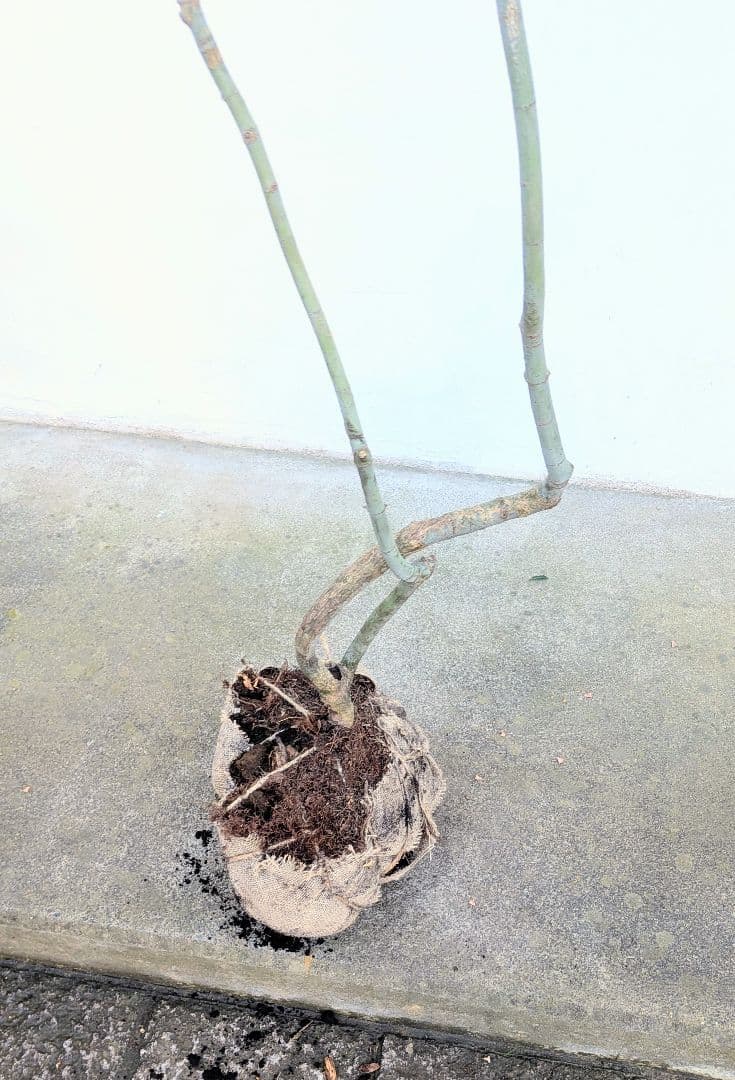 山採りコハウチワカエデ。