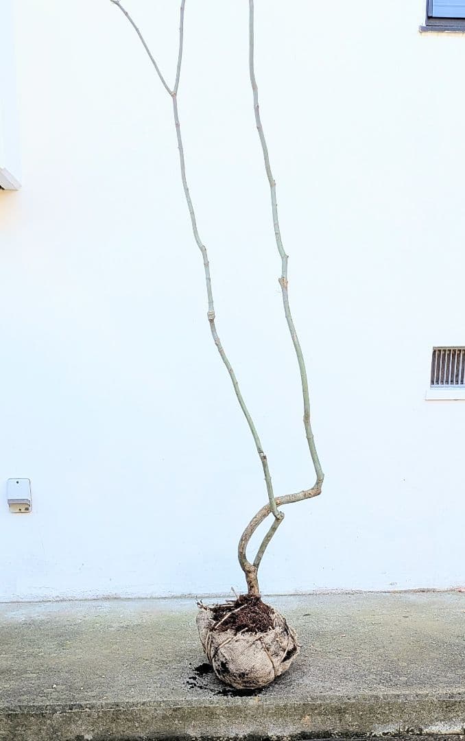 山採りコハウチワカエデ。