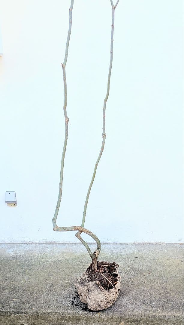 山採りコハウチワカエデ。