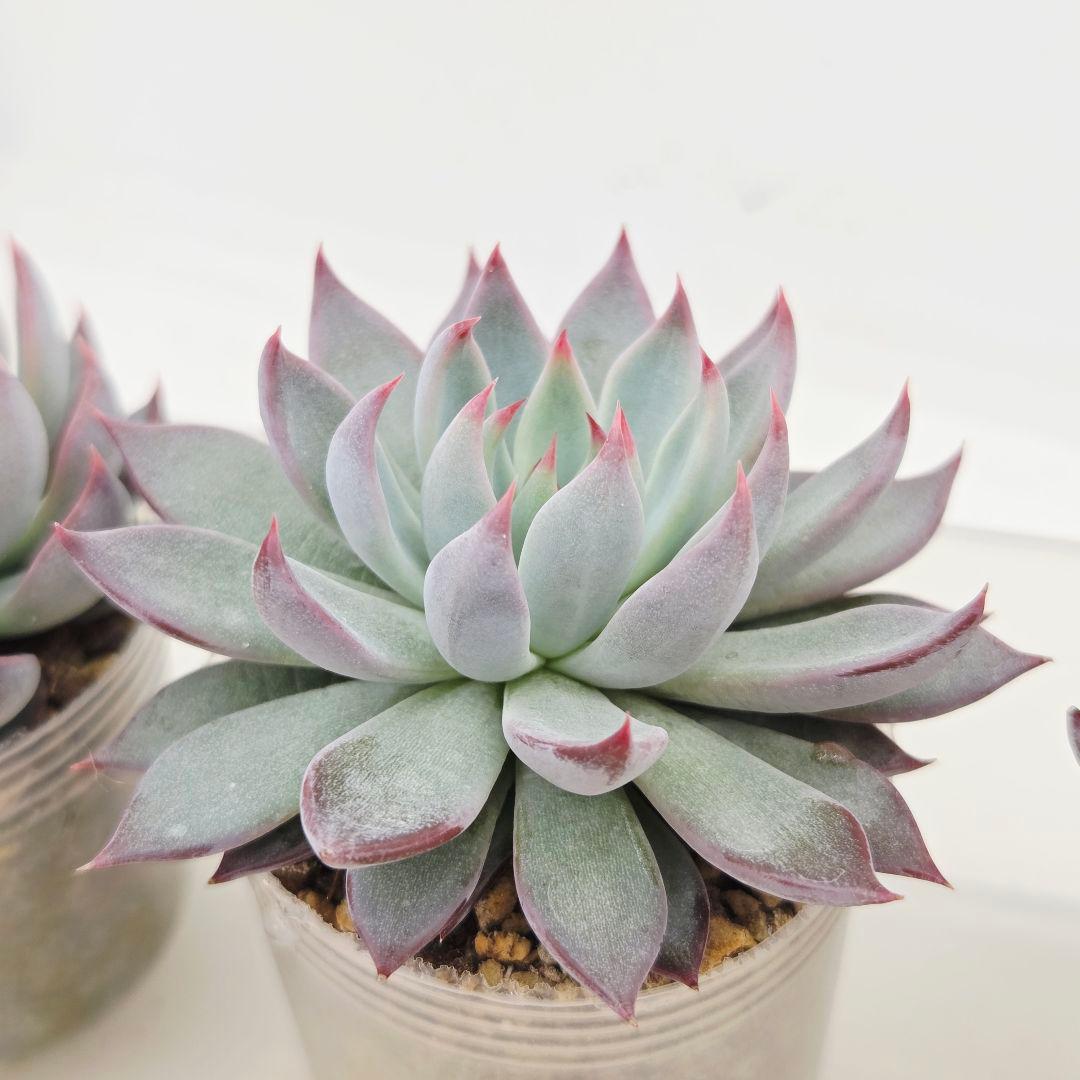 ピーマン様 赤鬼 青鬼 桜鬼 メルカリ便送料込