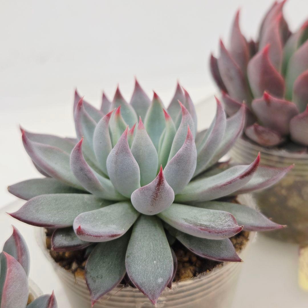 ピーマン様 赤鬼 青鬼 桜鬼 メルカリ便送料込