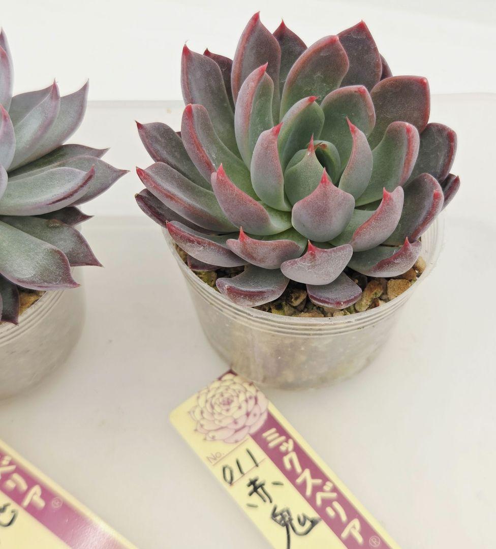 ピーマン様 赤鬼 青鬼 桜鬼 メルカリ便送料込