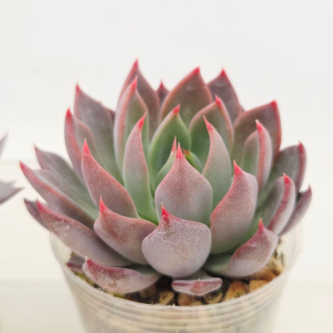 ピーマン様 赤鬼 青鬼 桜鬼 メルカリ便送料込