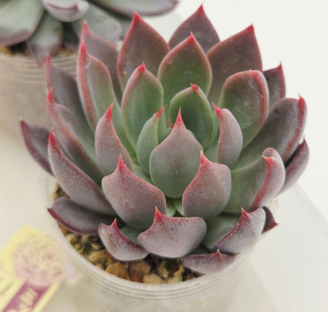 ピーマン様 赤鬼 青鬼 桜鬼 メルカリ便送料込