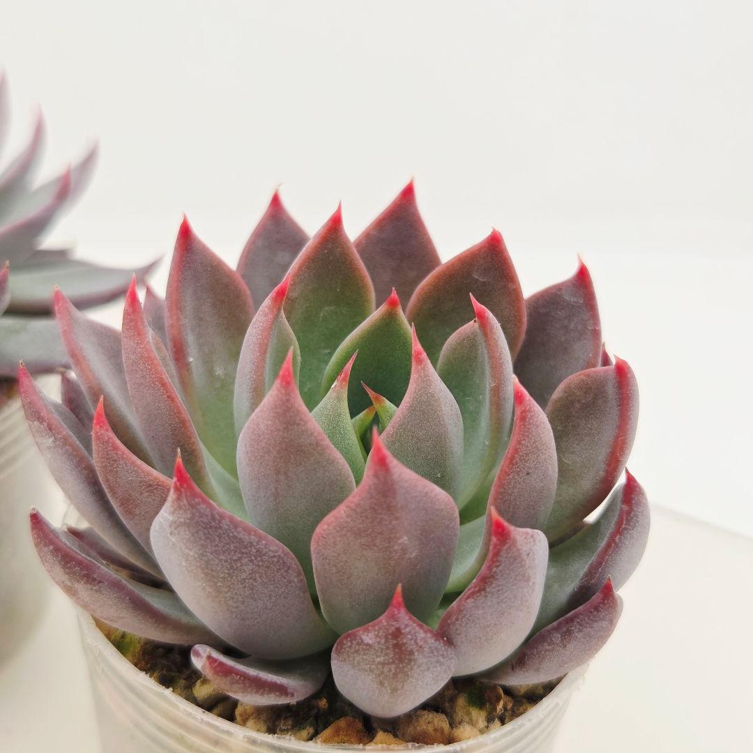 ピーマン様 赤鬼 青鬼 桜鬼 メルカリ便送料込