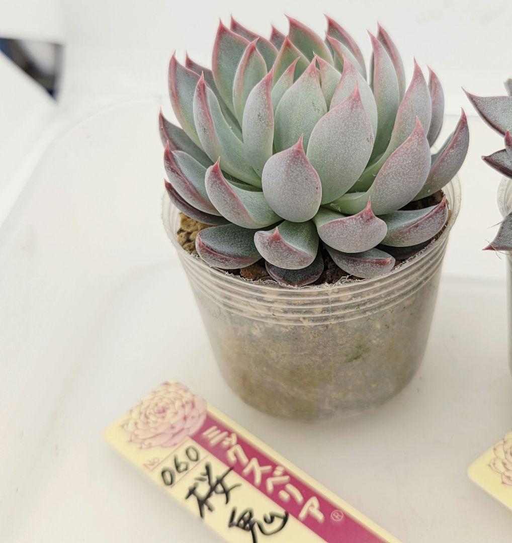 ピーマン様 赤鬼 青鬼 桜鬼 メルカリ便送料込