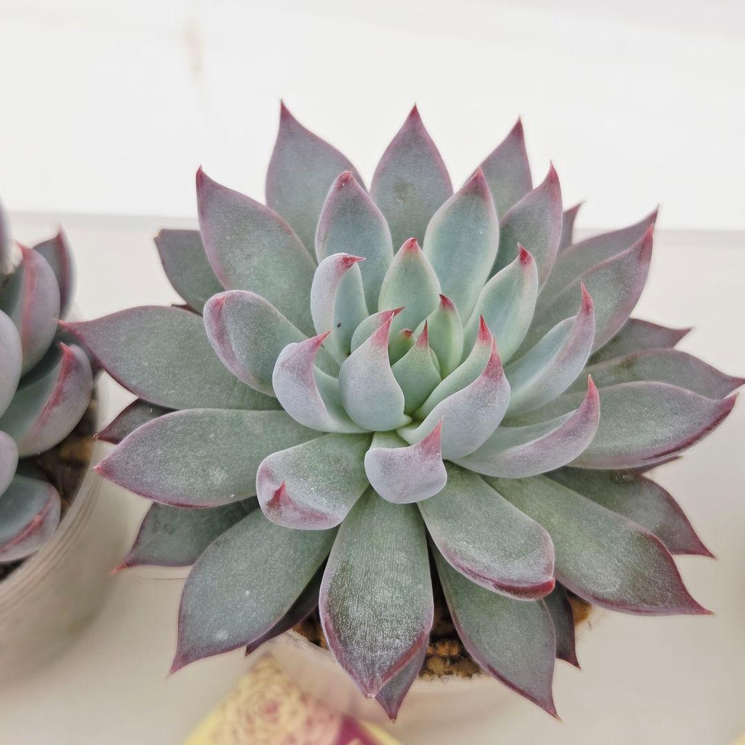 ピーマン様 赤鬼 青鬼 桜鬼 メルカリ便送料込