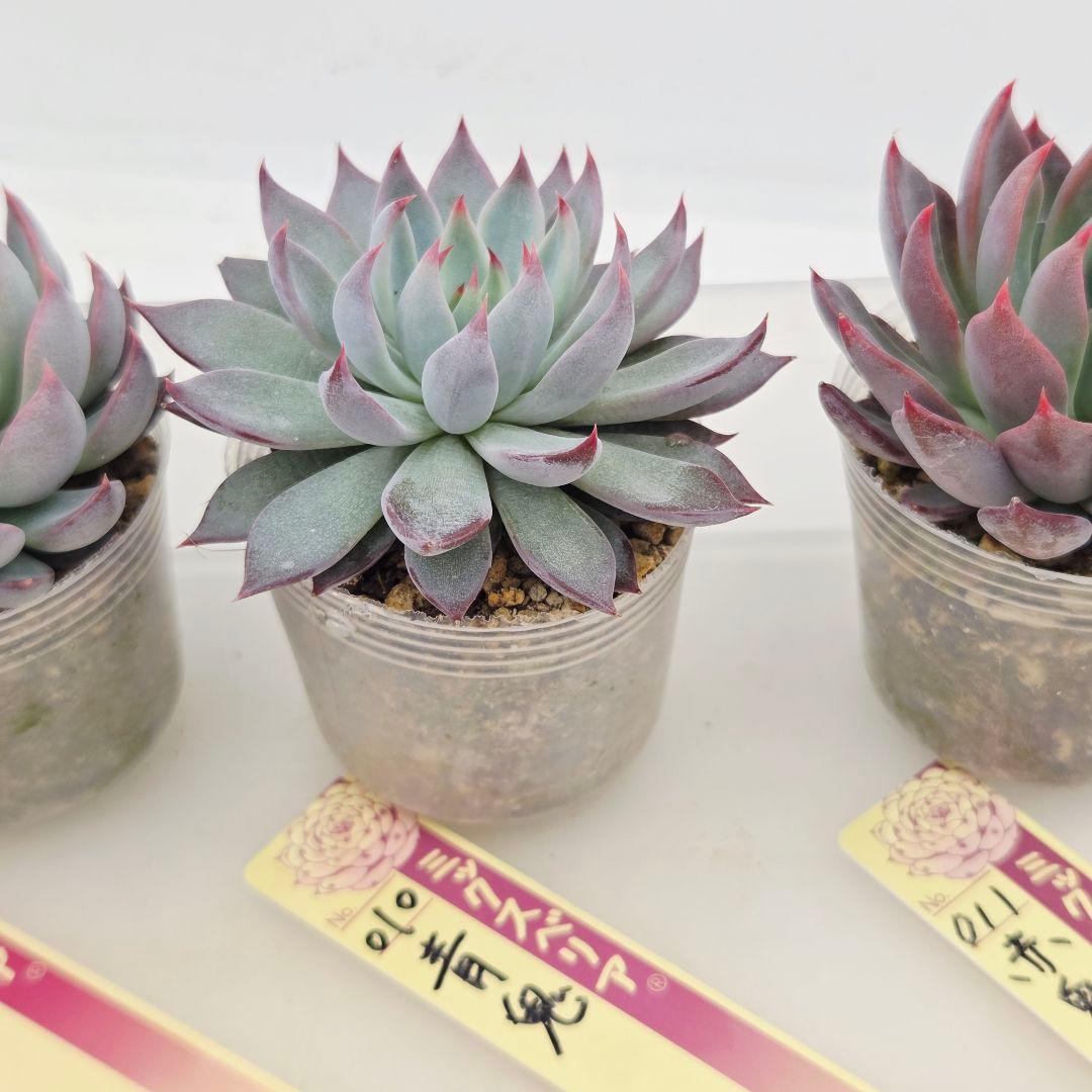 ピーマン様 赤鬼 青鬼 桜鬼 メルカリ便送料込