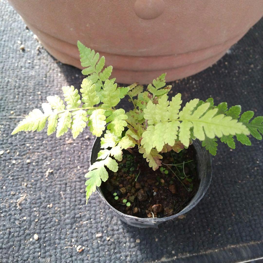 ワケアリ 小③ 品種不明シダ