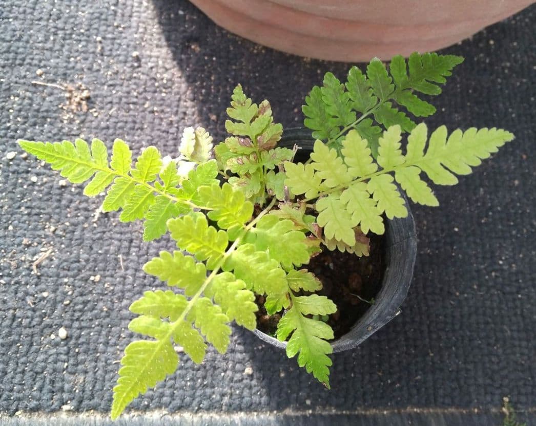 ワケアリ 小③ 品種不明シダ