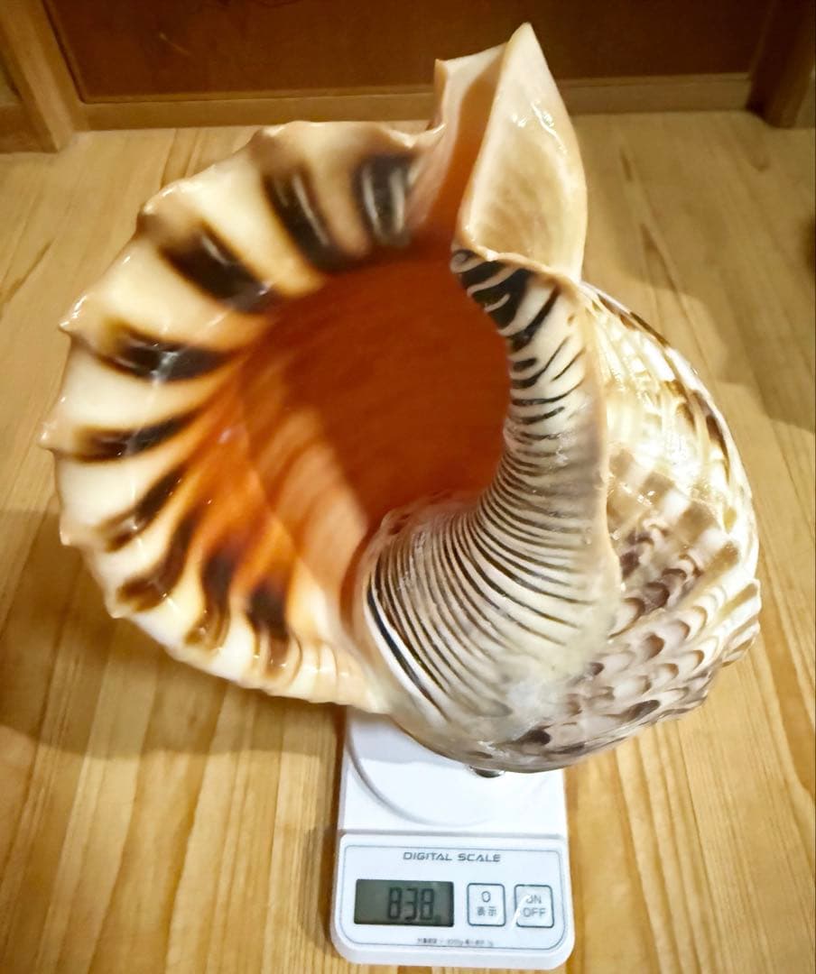 修験道法螺貝36㎝　山伏　密教　熊よけ　魔除け❣️ホラガイ　ほら貝