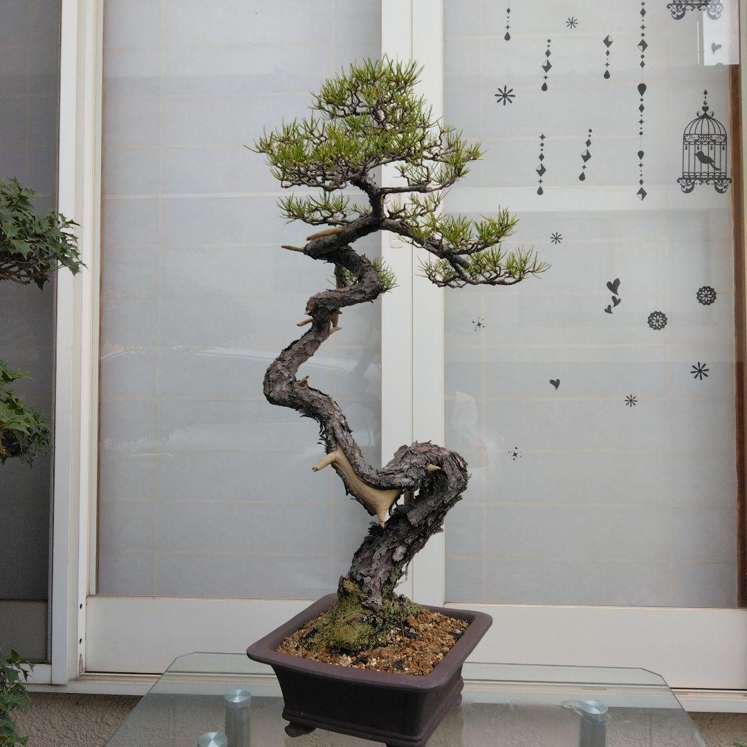 赤松　　　樹齢　75年～