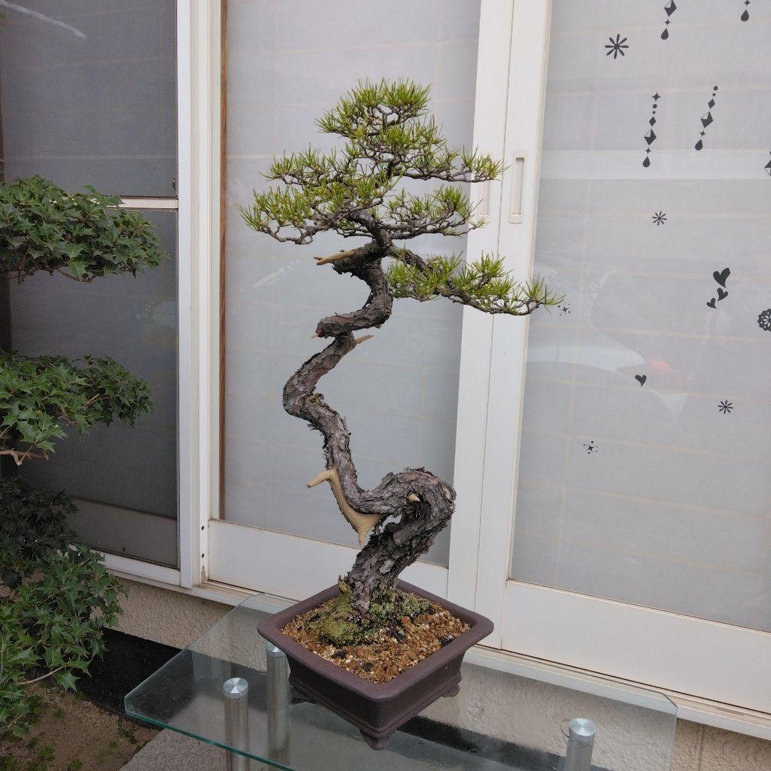 赤松　　　樹齢　75年～